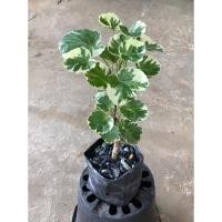 ราคา ไม้ด่าง ต้นเล็บครุฑกระจก ต้นไม้ประดับ ต้นไม้มงคล ต้นไม้สวยงาม (8962081721)