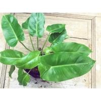 ราคา ต้นมรกตหยก(พิโลเดนดรอน) ไม้มงคล ฟอกอากาศ(ปลูกในถุงดำ) (4143001289)