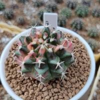 ราคา Gymnocalycium Mihanovichii ไม้เมล็ด (7837051718)