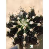 ราคา แคคตัส Cactus LB2178 แท้ Gymnocalycium mihanovichii LB2178 ‘Agua Dulce’ (15) (8476692681)