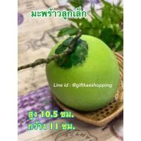 ราคา # มะพร้าวปลอม #โมเดลมะพร้าว (ลูกเล็ก) (5056988242)