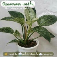 ราคา ฟิโลเดรนดอน เบอร์กิ้น (8124933194)