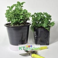 ราคา ktgarden ต้นวอเตอร์เครส เขียว กระถางใหญ่ 7.5นิ้ว วอเตอร์เครสเขียว watercress (41162592367)