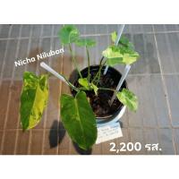 ราคา ฟิโล​เดน​ดร​อน​เบอร์​เบิ้​ลมาร์​ค​ ด่างเหลือง (13106410378)