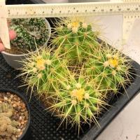 ราคา ถังทองไม้เมล็ด ฟอร์มกอใหญ่ๆค่ะย้ายลง 6”ได้แล้ว หายากน้าาสายสะสมฟอร์มกอห้ามพลาด | แคคตัส Cactus | กระบองเพชร (18681146714)