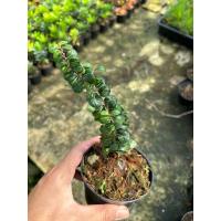 ราคา ต้นตะโกหนูใบกลม กระถาง4นิ้ว (28514150073)