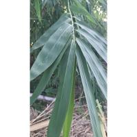 ราคา ใบไผ่ สด ใบใหญ่ สำหรับห่อบ๊ะจ่าง Bamboo Leaf กิโลละ 99 บาท ใบบ๊ะจ่าง ใบไผ่ เก็บคละไซส์ (43201823572)