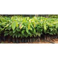 ราคา ต้นโกโก้ พันธุ์ชุมพร1จัดชุด10ต้น (9634617920)