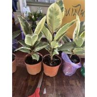 ราคา ยางอินเดียด่างขาว ยางด่างขาว กระถาง 4 นิ้ว (17730639910)