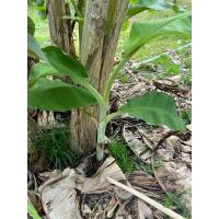 ราคา หน่อกล้วยน้ำว้า ต้นกลัวยน้ำว้า 1ชุด 5หน่อ (27174741211)