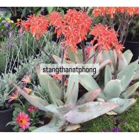 ราคา Aloe striata (Coral aloe) อโล (16901059080)