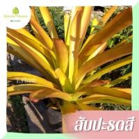ราคา สับปะรดสี แดด 100 % ตัดขายแยกหน่อ หน่อสดแข็งแรง (17392731274)