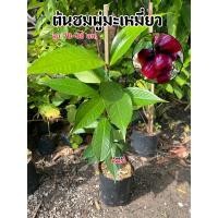 ราคา ต้นชมพู่ ชมพู่มะเหมี่ยว ผลของชมพู่มะเหมี่ยวจะมีความหนา เนื้อนุ่ม หอม และมีรสชาติหวานอมเปรี้ยว (17293770131)