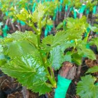 ราคา ต้นองุ่นพันธ์ไร้เมล็ดกิ่งตอนติดตา (5515685021)