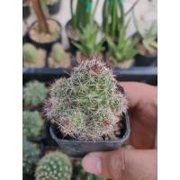 ราคา แมมหนามตะขอแดง Mammillaria Beneckei (14254843143)