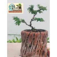 ราคา ต้นม่วงเจริญขนาดเล็กเข้าลวดดัดจัดทรงบอนไซทรงต้น (42558481494)