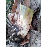 ราคา หน่อกล้วยน้ำว้าปากช่อง50 1 หน่อ (27066512209)