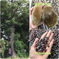 ราคา เมล็ดพันธุ์ เบาบับดิจิทาทา (Digitata baobab) (27553256843)