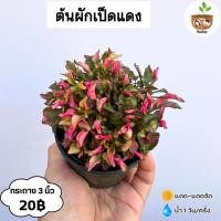 ราคา ต้นผักเป็ดแดง จัดส่ง 2 ต้นขึ้นไป คละแบบได้ (29724826032)