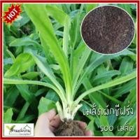 ราคา 500 เมล็ด ผักชีฝรั่ง เมล็ดผักชีฝรั่ง ผักชีดอย หอมป้อมกุลา หอมป้อมเป้อ มะและเต๊าะ ผักหอมเทศ (27177091443)