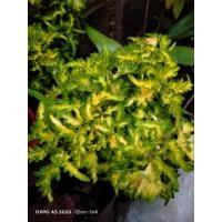 ราคา ต้นฤาษีผสม ใบหยักสวยงาม (3378057103)