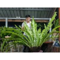 ราคา เฟิร์นข้าหลวง, เฟิร์นข้าหลวงหลังลาย, เฟิร์นรังนก, เฟิร์นข้าหลวงโอซาก้า, ขนาดXL (44018610753)