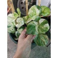 ราคา พลูแอปเปิ้ล พลูแอปเปิ้ลด่าง สวยสดใสใบอวบๆ สินค้าเข้าแล้วนะครับคุณลูกค้า (9767606111)