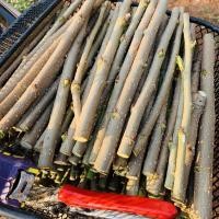 ราคา กิ่งหม่อนเชียงใหม่6020กิ่ง140บาท (4454091226)