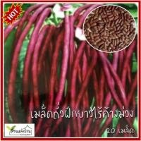 ราคา 20 เมล็ด ถั่วฝักยาวช่อม่วง ถั่วพุ่มม่วงไร้ค้าง เมล็ดพันธุ์ถั่วฝักยาวไร้ค้าง (13457919546)