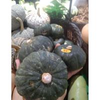 ราคา เมล็ดพันธุ์ฟักทองญี่ปุ่น (44105259445)