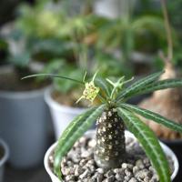 ราคา เมล็ดมะพร้าวทะเลทรายใบเงิน Dorstenia crispa var. lancifolia seeds (14300365199)