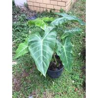 ราคา ต้นพญางูจงอาง ว่านพญางูจงอาง ความสูง 50-60ซม. ตามความเชื่อโบราณปลูกกันงู ส่งทั้งกระถาง (9182629900)