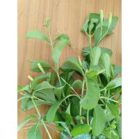 ราคา ต้นต้อยติ่งไทย ต้นเปาะแปะ อังกาบ ถอนสดส่งสำหรับทำยา 100ต้น 99 บาท (24525649341)