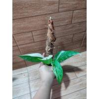 ราคา อิพิด่างขาว ด่างสวย ไซค์ใหญ่ (12509573245)