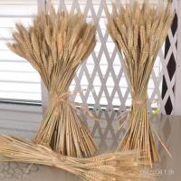 ราคา หูข้าวสาลีข้าวหูอุปกรณ์ประกอบฉากหูข้าวสาลีข้าวฟ่างหูตะกร้าดอกไม้เครื่องประดับการจัดดอกไม้ดอกไม้แห้งธรรมชาติเปิดตกแต่งข้าวบาร์เลย์ เจอาร์ซู (42774827599)