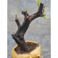 ราคา ต้นตะโก ทรงเอี้ยว ผิวเก่าแก่ (25739682998)