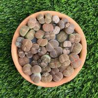 ราคา Lithops น้องแฝดหน้าสวยภาพถ่ายจริง (6682157639)