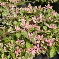 ราคา ต้นคุณนายตื่นสายด่าง ใบด่างขาวชมพู ไม้ประดับตกแต่งสวน กระถาง 8 นิ้ว (27628620640)