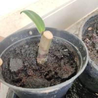 ราคา กวักมรกตแคระด่าง ด่างน้อยแต่ด่างนะก้านชมพู ปลูกลงกระถางก่อนส่ง (41901433128)