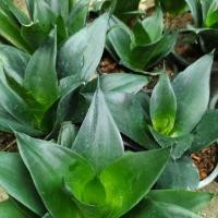 ราคา ลิ้นมังกรดำ. Sansevieria Jade (3938161187)