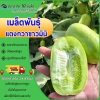 ราคา 10 เมล็ดเมล็ดพันธุ์แตงกวาขาวมินิเมล็ด แตงกวาขาวมินิ เมล็ดแตงกวาแคระ เมล็ดแตงกวาจิ๋วเมล็ดแตงกวา (28028964992)