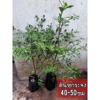 ราคา ต้นหูกระจง หรือแผ่บารมี (24713830380)