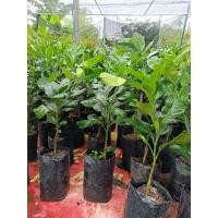 ราคา ต้นส้มโอทับทิมสยาม/ แบบเสียบยอดพันธุ์แท้ (12407124041)