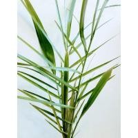 ราคา ต้นอินทผาลัมพร้อมปลูก (9370113533)