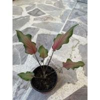 ราคา บอนสี ดาบฟ้าฟื้น (ตับขุนแผน) Caladium (15929724664)