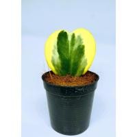 ราคา โฮย่า (Hoya)ต้นโฮย่าด่าง รูปหัวใจ กระถางขนาด 2 นิ้ว (ต้นไม้ที่มีใบคล้ายรูปหัวใจ เป็นสัญลักษณ์ของความรัก) หัวใจทศกัณฑ์ (11550113309)