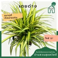 ราคา ต้นเตยด่าง เตยทอง ส่งพร้อมกระถาง 11 นิ้ว (16579852056)