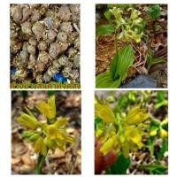ราคา 1ชุด 10 หัวพันธุ์ ดอก หัว ว่าน ว่านนางตาม หรือ ว่านจูงนาง จูงนาง นางตาม สีเหลือง สี เหลือง วิเชียร (8787563844)