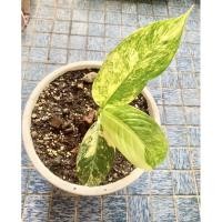 ราคา เศรษฐีวินสันด่าง พร้อมย้ายบ้าน ไซส?ตั้งแม่ ลายเทพ สูง 10” ในกระถาง 10” (13935306129)