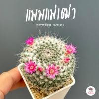 ราคา แมมแม่เฒ่า แมมฮาเนียน่า Mammillaria Hahniana แคคตัส กระบองเพชร cactus&succulent (8311194500)